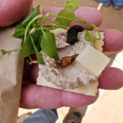 Phaseolus acutifolius Tepary Bean